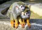 動物図鑑、コモンリスザル